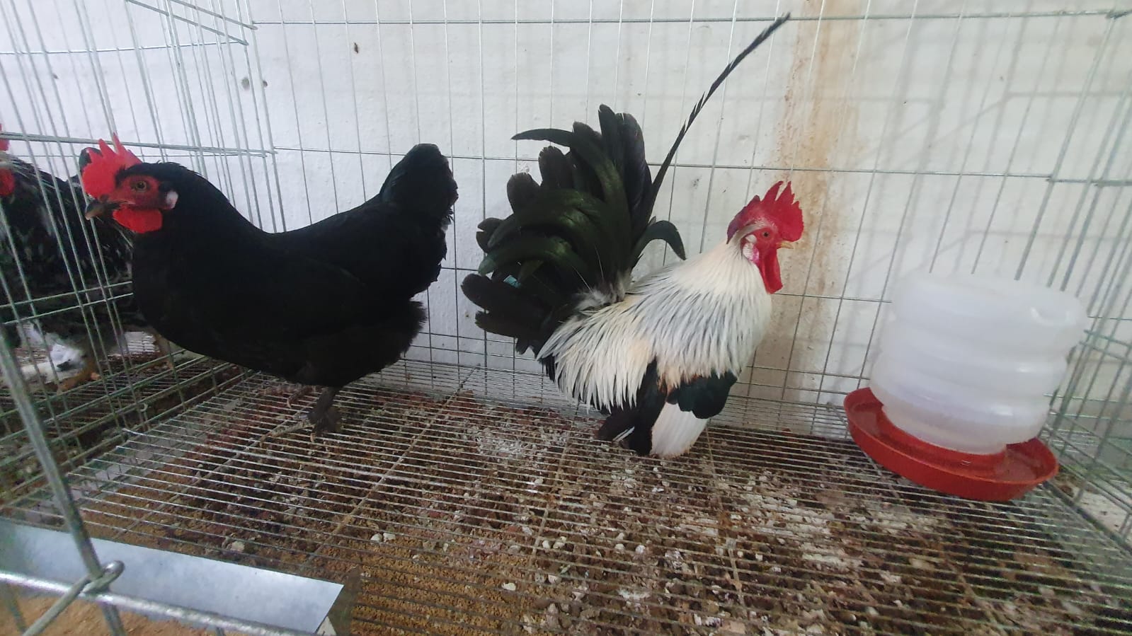 WhatsApp Image 2023-09-05 at 17.52.14