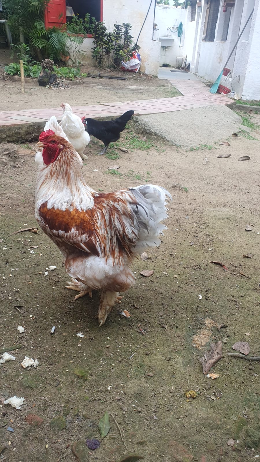 WhatsApp Image 2023-09-05 at 17.52.49 (4)